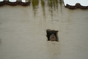 A falcon looks down at the viewer from its nesting hole