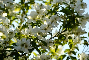 利休梅　(リキュウバイ)