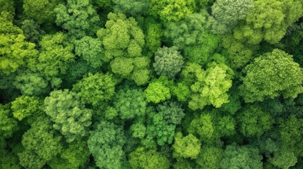Naklejka premium Lush green forest canopy view from above