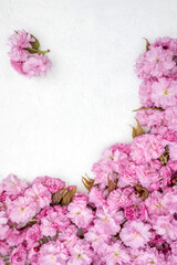 Pink cherry blossom flowers on white textured background. Floral spring composition with copy space. Romantic nature flat lay.