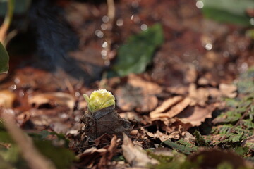 森の水辺で見かけた、落ち葉の衣をまとったフキノトウ