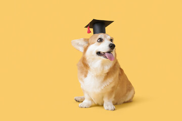Cute Corgi dog in mortar board sitting on yellow background