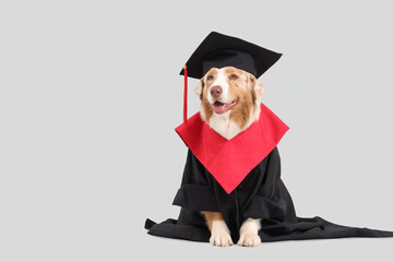 Cute Australian Shepherd dog in mortar board and graduation gown on grey background