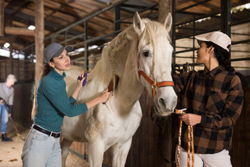 Two skilled horsewomen caring white thoroughbred horse in stable, combing and cleaning coat with...