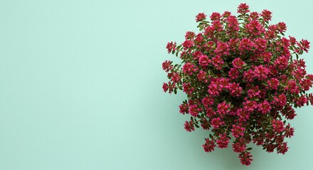 Kriechender Thymian auf mintgrünem Hintergrund für botanische Designs