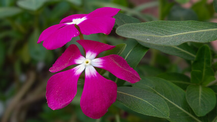 Blooming Bright Pink Magenta Madagascar Periwinkle (Catharanthus roseus) Flower with Green Leaves Macro Close-up