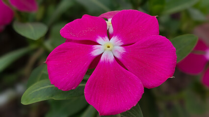 Blooming Bright Pink Magenta Madagascar Periwinkle (Catharanthus roseus) Flower with Green Leaves Macro Close-up