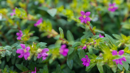 Blooming 
Purple False Heather Flowers (Cuphea hyssopifolia) with Green Leaves Close-up