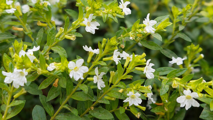 Blooming White False Heather Flowers (Cuphea hyssopifolia) with Green Leaves Close-up