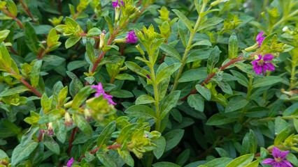 Blooming 
Purple False Heather Flowers (Cuphea hyssopifolia) with Green Leaves Close-up