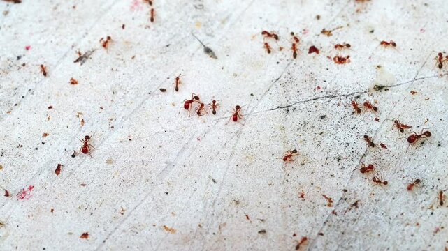 colony of red ants inside the house on wall. The concept of pesticides from insect invasion