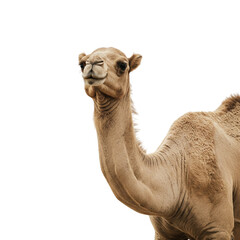 A curious young camel stares intently against a bright white background, its soft, light brown fur highlighted in sharp detail.