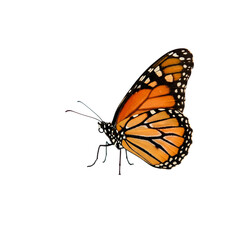 Obraz premium A monarch butterfly, a symbol of transformation and freedom, gracefully poised in mid-flight against a clean white backdrop.