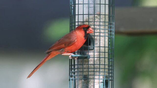 Male norther cardinal eating safflower ar tube feeder high frame rate. 