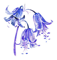 Fototapeta premium PNG Oil pastel Bluebells flower illustration flowers bluebell art.