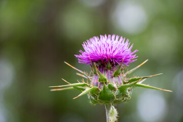 A milk thistle with purple and green colours. Copy space. Thistle isolated on nature background.