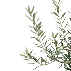 Fototapeta premium Serene olive branch, a symbol of peace and resilience, captured in delicate detail against a clean white background.