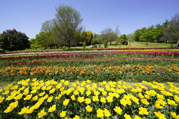 チューリップ咲き乱れる公園