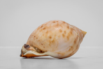 Agate Helmet (Semicassis labiata), Narooma, NSW, January 2023