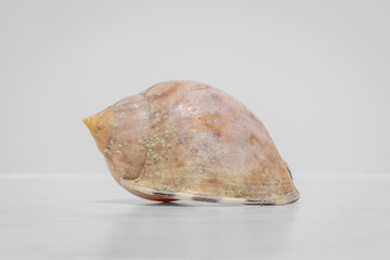 Agate Helmet (Semicassis labiata), Narooma, NSW, January 2023