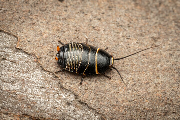 Austral Ellipsidion cockroach nymph (Ellipsidion australe), Callum Brae Nature Reserve, ACT, September 2024