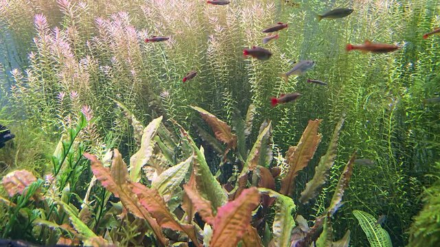 Tropical Fish in an Underwater Garden