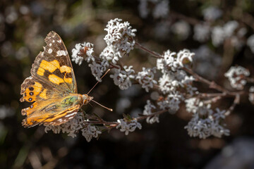 Australian Painted Lady (Vanessa kershawi), Namdagi NP, ACT, September 2024