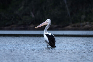 Australian pelican (Pelecanus conspicillatus), Corunna Lake, NSW, July 2024