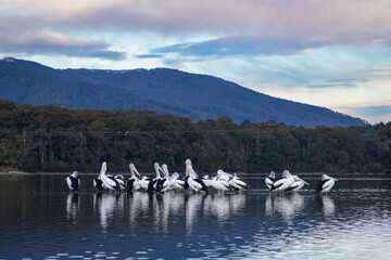 Australian pelicans (Pelecanus conspicillatus), Corunna Lake, NSW, July 2024