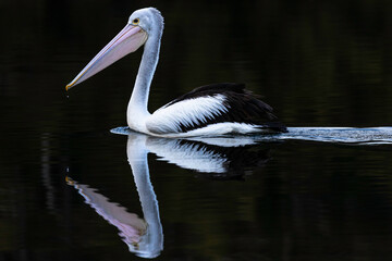 Australian pelican (Pelecanus conspicillatus), Corunna Lake, NSW, July 2024