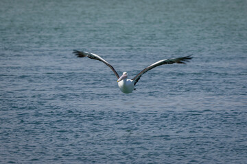Fototapeta premium Australian pelican (Pelecanus conspicillatus) flying, Narooma, NSW, February 2025
