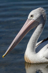 Australian Pelican (Pelecanus conspicillatus) head study, Narooma, NSW, February 2024