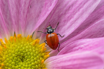 Close-up of Ladybug beetle without spots on pink flower in spring garden
