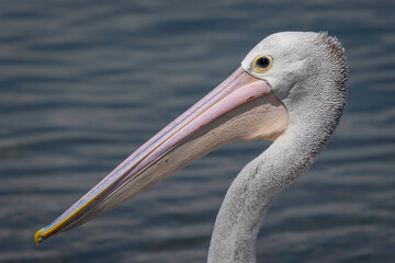 Australian pelican (Pelecanus conspicillatus) head, Narooma, NSW, February 2025