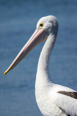 Australian Pelican (Pelecanus conspicillatus) head study, Narooma, NSW, February 2024