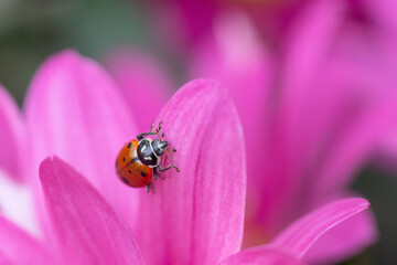 Close-up of Ladybug beetle on pink flower in spring garden