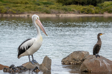 Australian pelican (Pelecanus conspicillatus), Narooma, NSW, August 2024