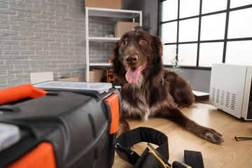 Cute dog with repair tools and microwave oven lying on table in workshop