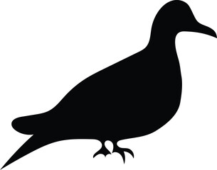 Silhouette Pigeon bird
