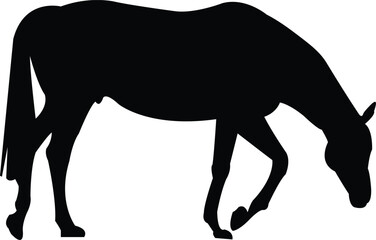 Silhouette Wild Horse  
