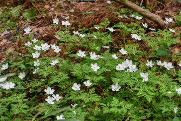 Obraz premium イチリンソウ