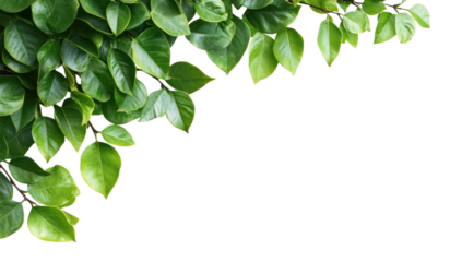 PNG Green tree leaves leaf background corner.