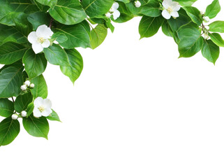 PNG Green tree leaves flowers leaf background.