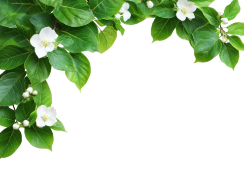 PNG Green tree leaves flowers leaf background.