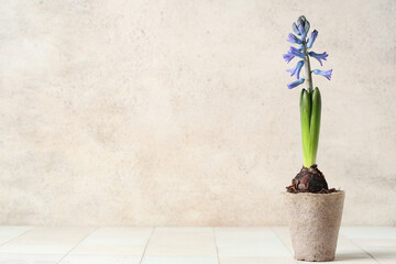 Beautiful blue hyacinth plant in peat pot on white tile table
