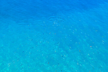 A blue ocean with a large number of fish swimming in it