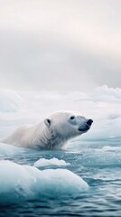 Majestic polar bear glides through arctic ice floes.