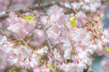 春の訪れを告げる満開の桜　Cherry blossoms in full bloom signal the arrival of spring