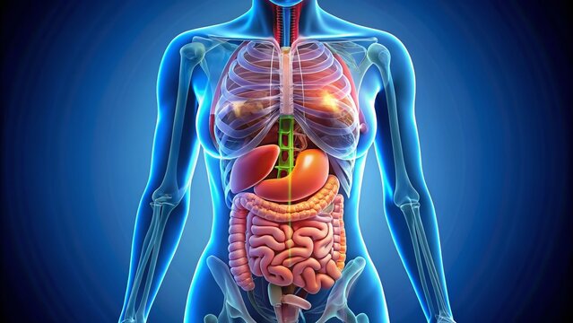 Female Anatomy: Stomach Location, Internal Organs, Digestive System Illustration