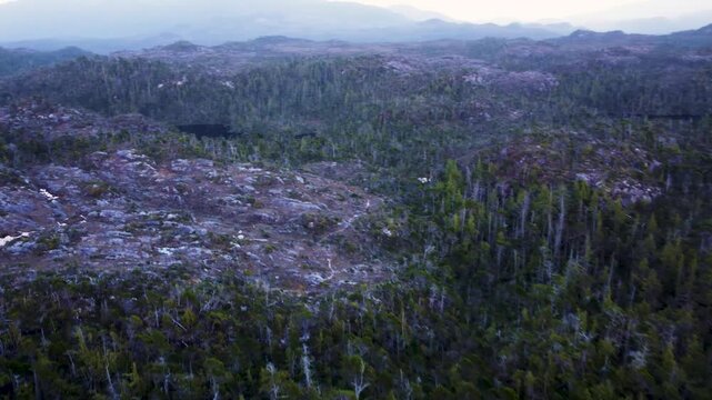Sharp turn towards a tree less patch among the thick forest. Over Calvert Island, British Columbia Canada